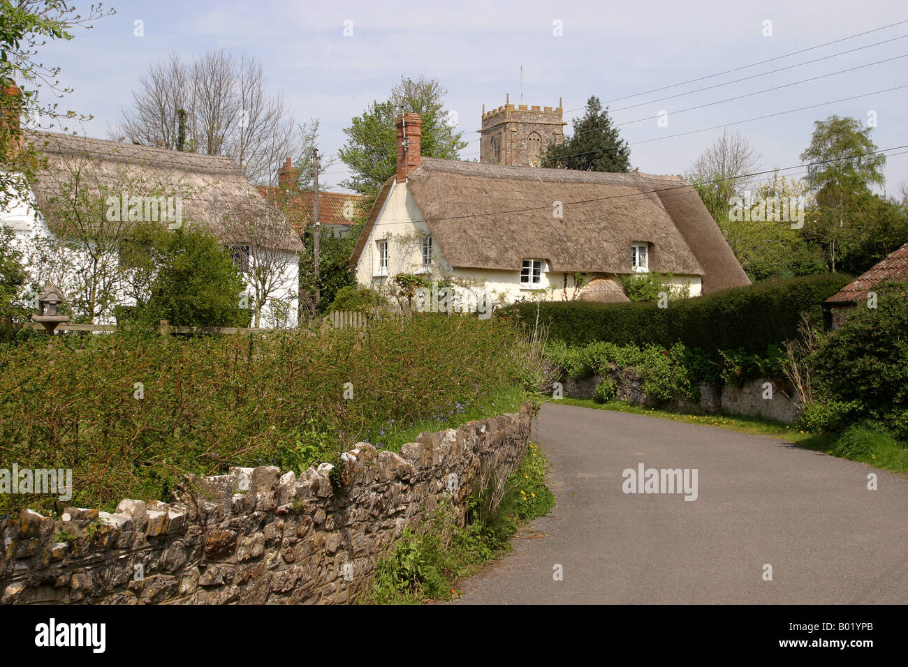 Somerset Old Cleeve thatched cottages and saint Andrew church tower ...
