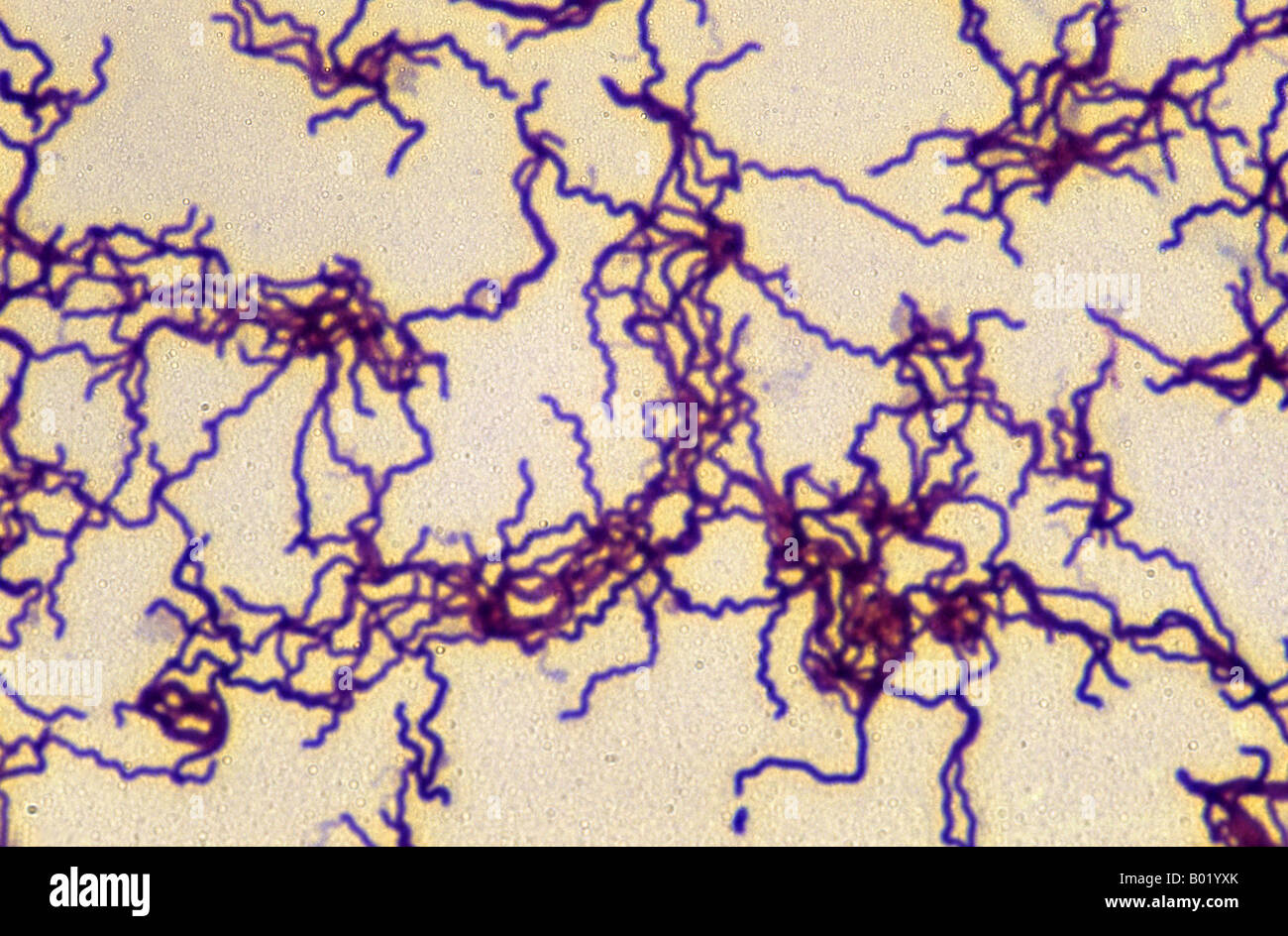 Treponema pallidum bacterium Stock Photo