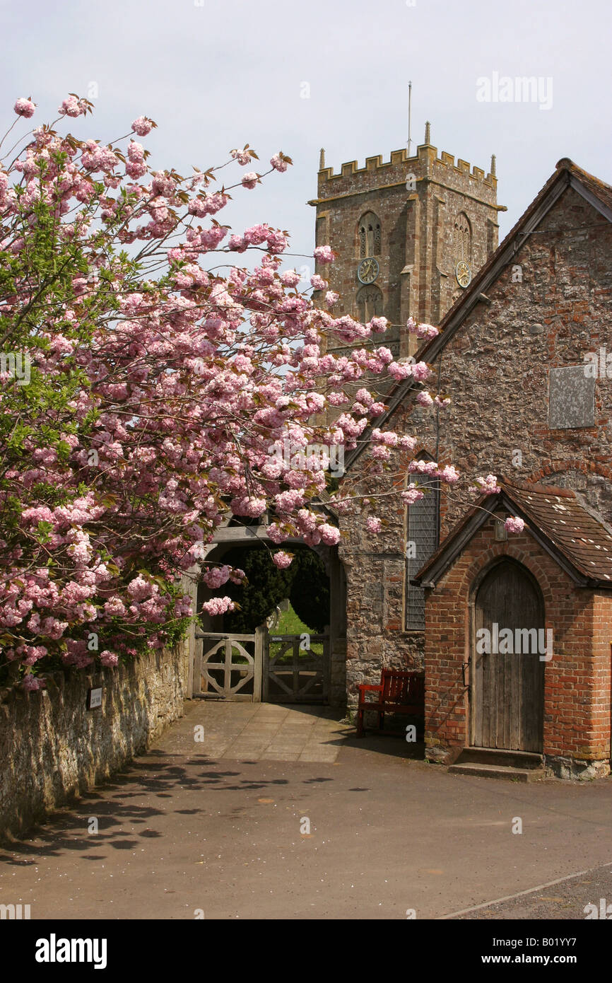 Somerset Old Cleeve church lych gate and cherry tree in blossom Stock Photo