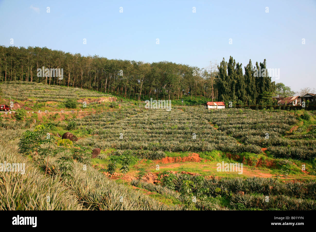 Rubber and pine apple plantation at kerala,india Stock Photo