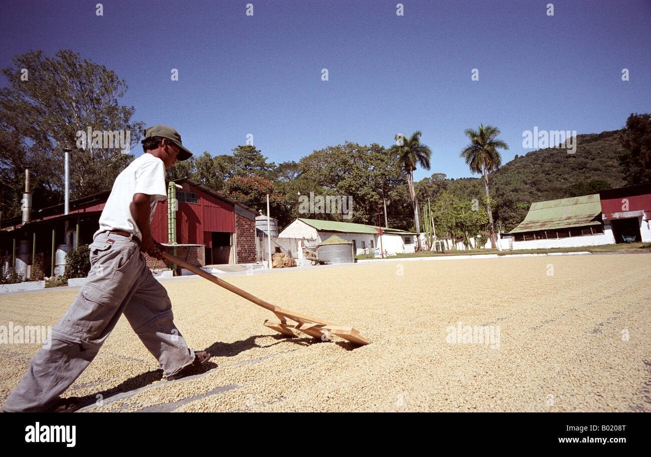 Young student turning coffee beans over at a coffee benificio in