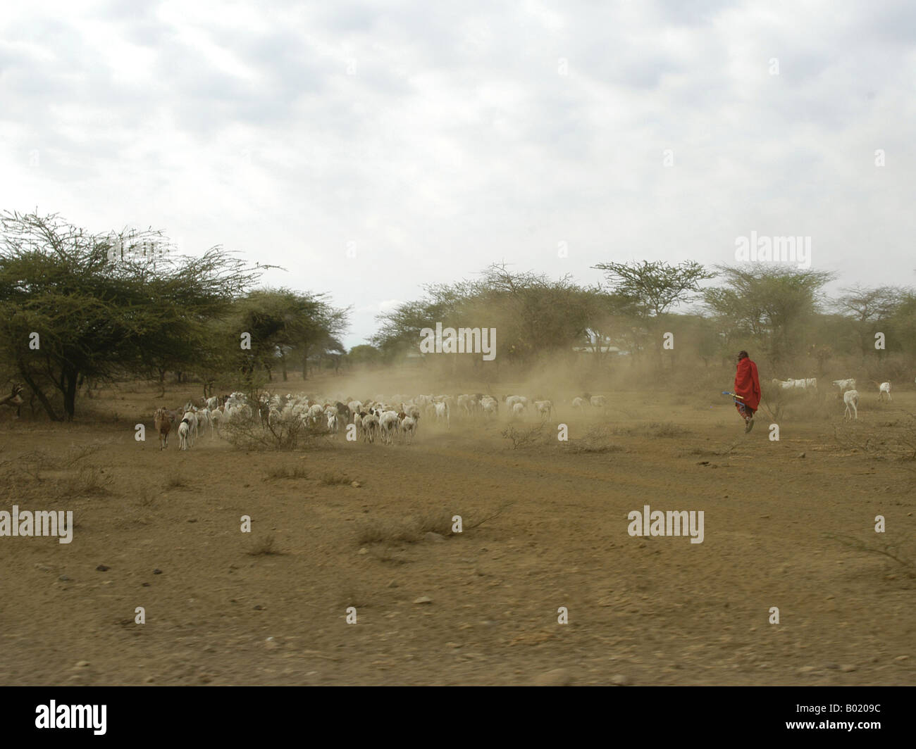 Masai herdsman, with his herd Stock Photo