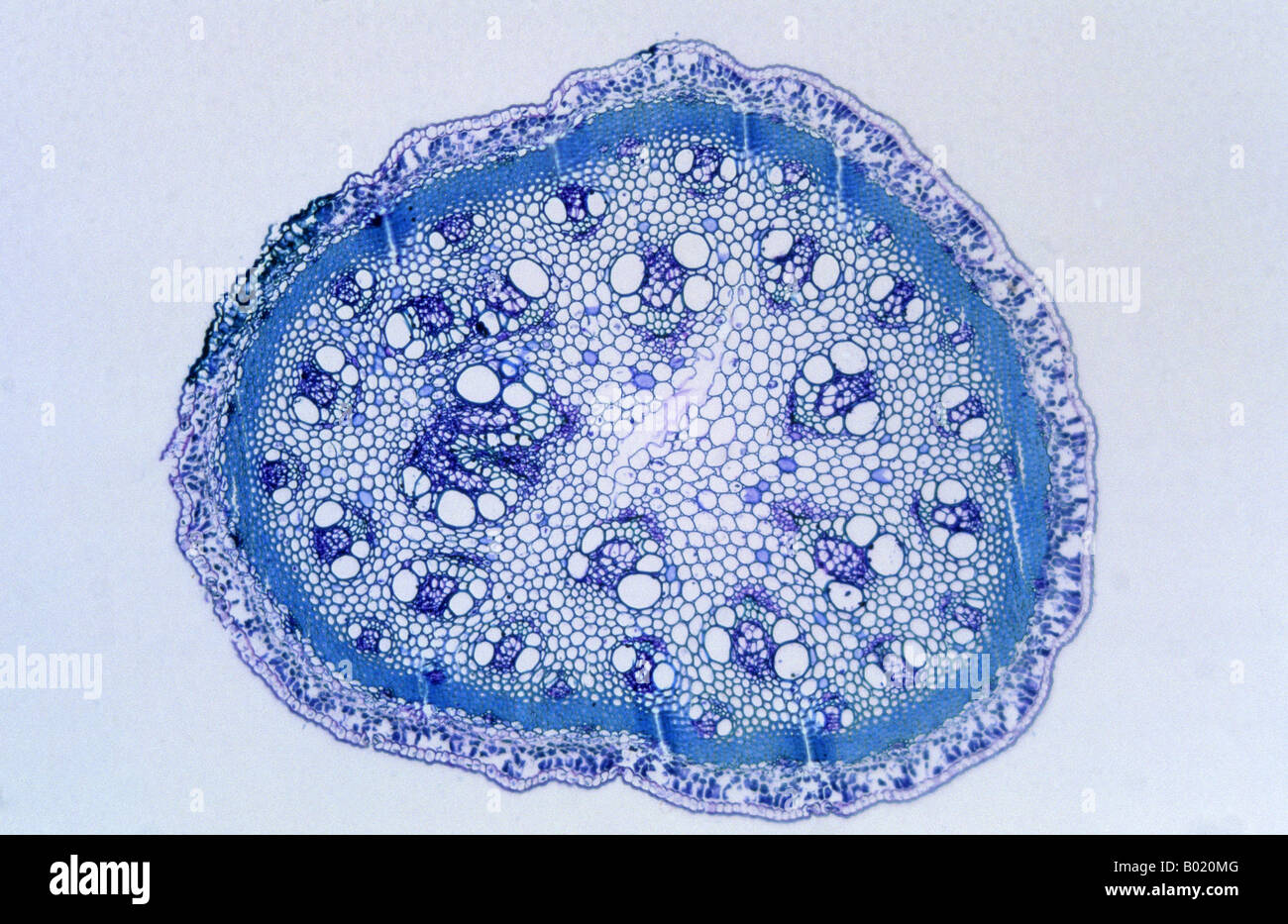 Cross section plant stem phloem xylem hi-res stock photography and
