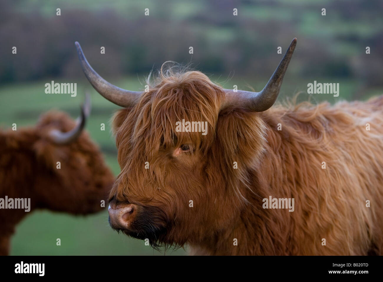 ABERDEEN ANGUS COW Stock Photo - Alamy