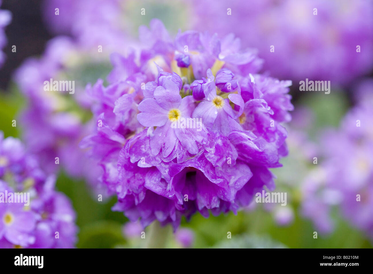 Drumstick Primula after April shower Stock Photo