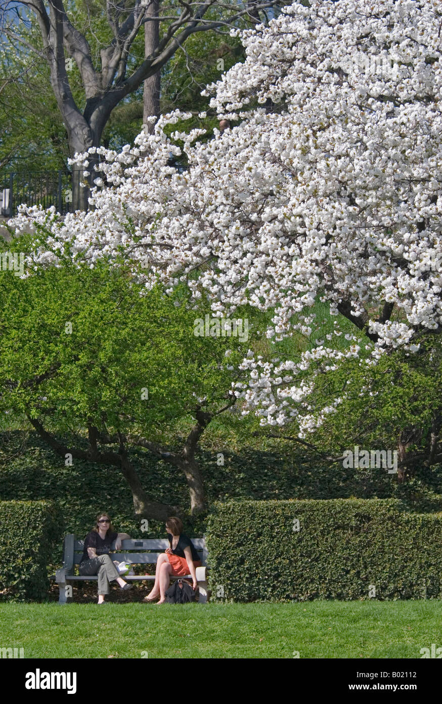 Two women in conversation at the Brooklyn Botanic Garden under Cherry Blossoms Stock Photo