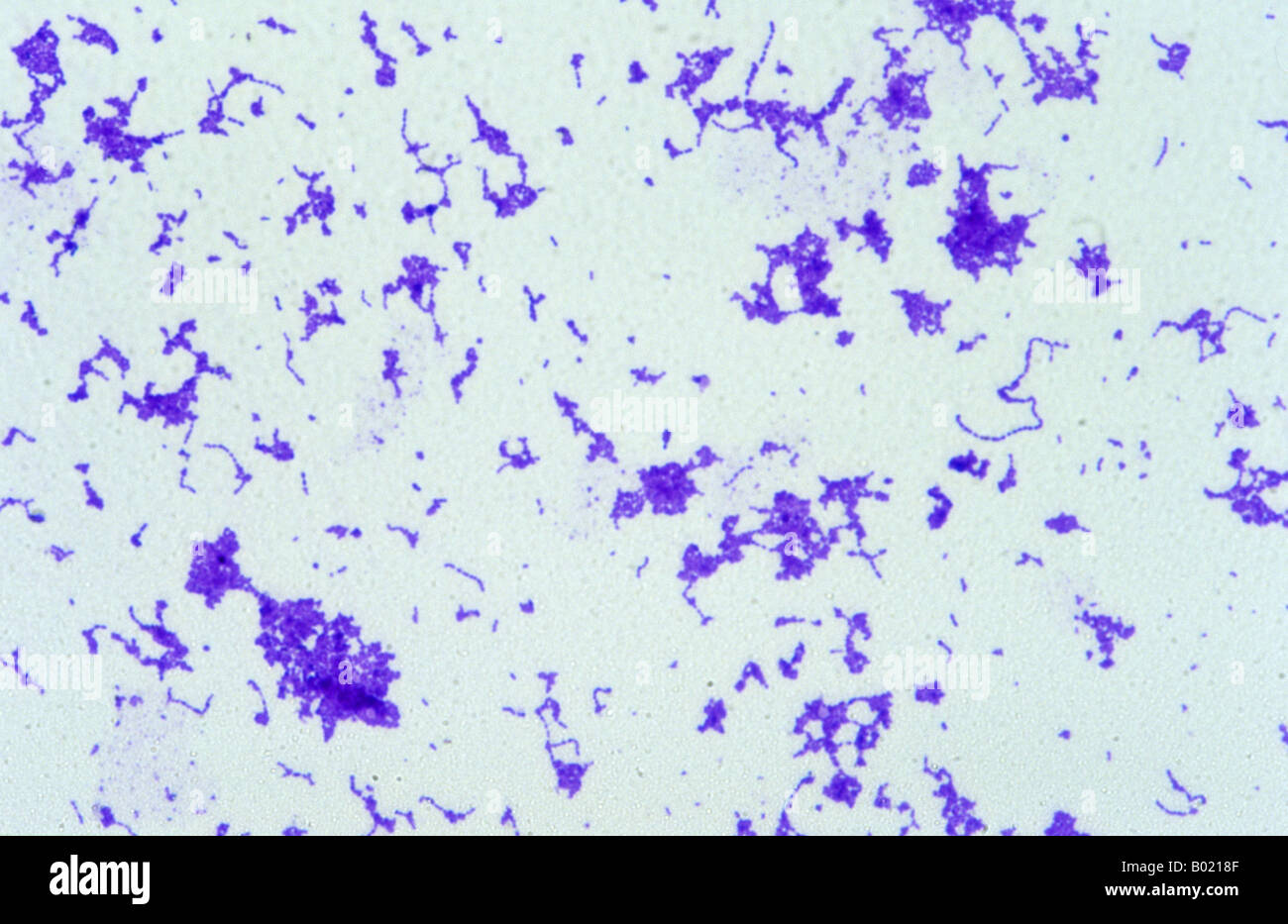Streptococcus pyogenes bacterium Stock Photo - Alamy