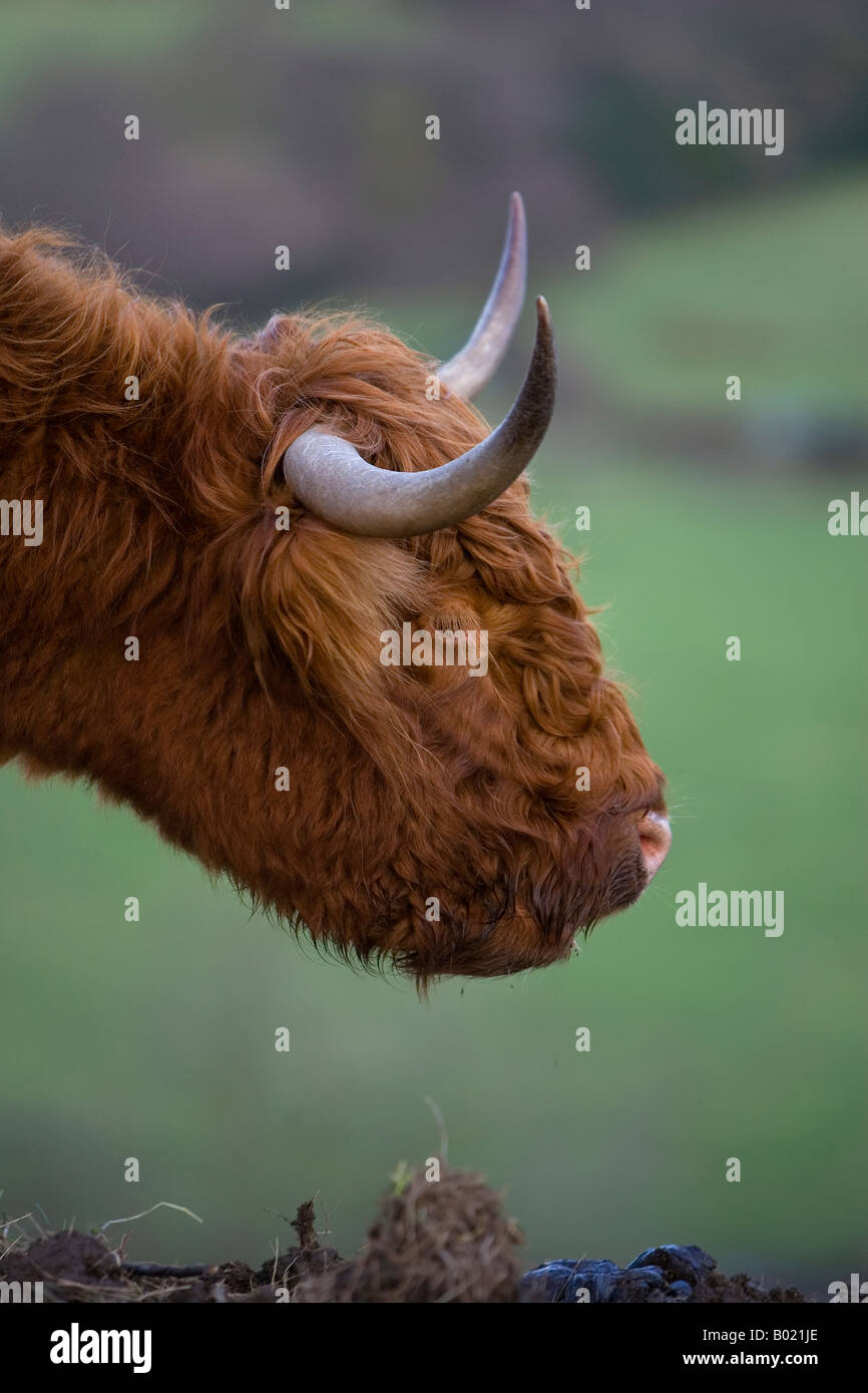 ABERDEEN ANGUS COW Stock Photo - Alamy
