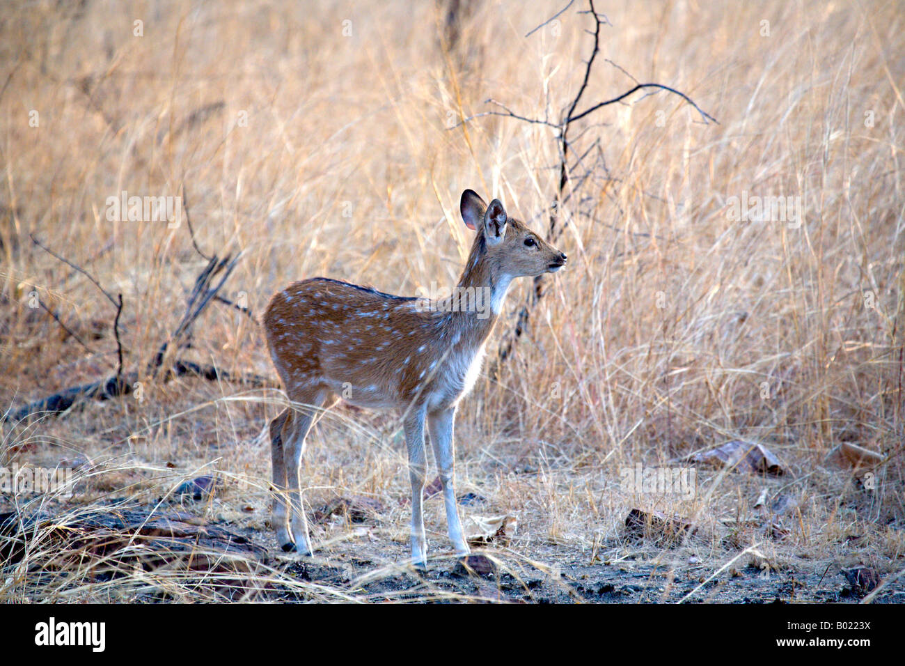 INDIA PANNA NATIONAL PARK Spotted fawn Axis axis The spotted deer also