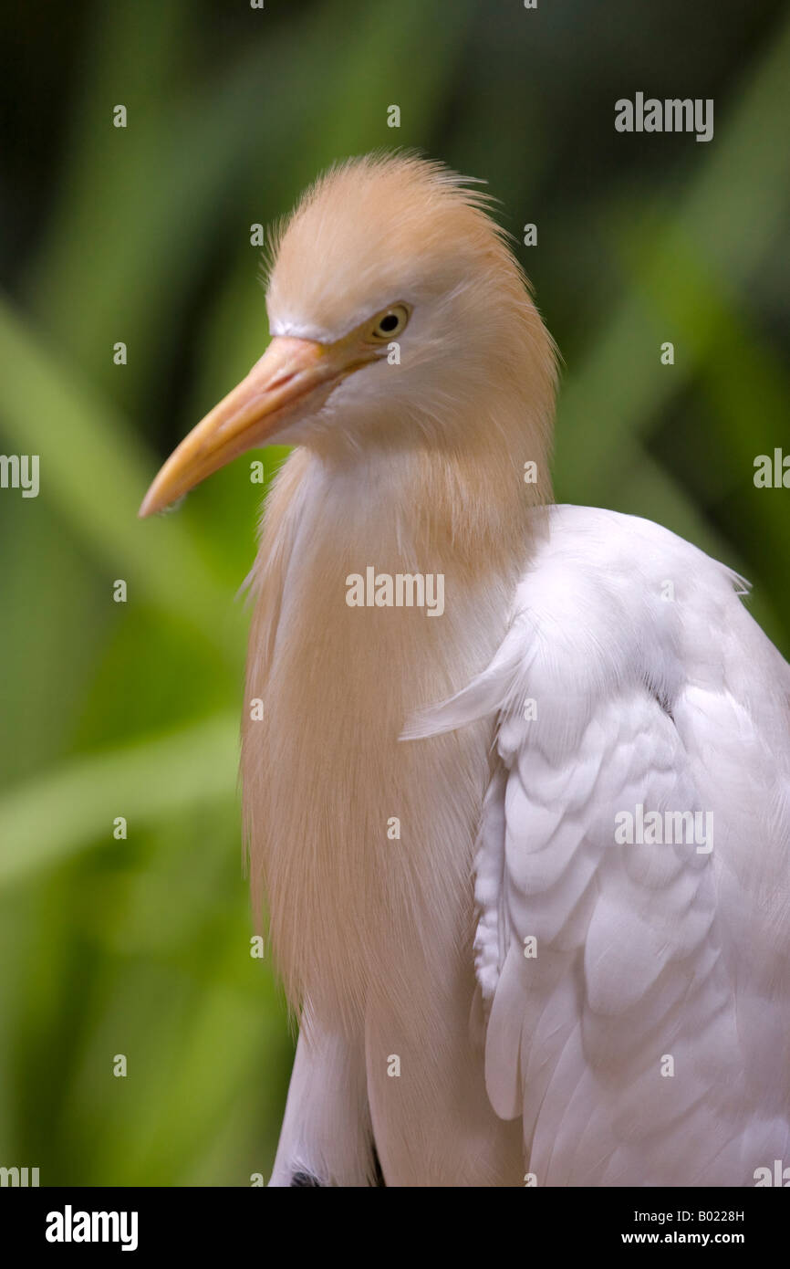 Cattle Egret bubulcus ibis Stock Photo - Alamy