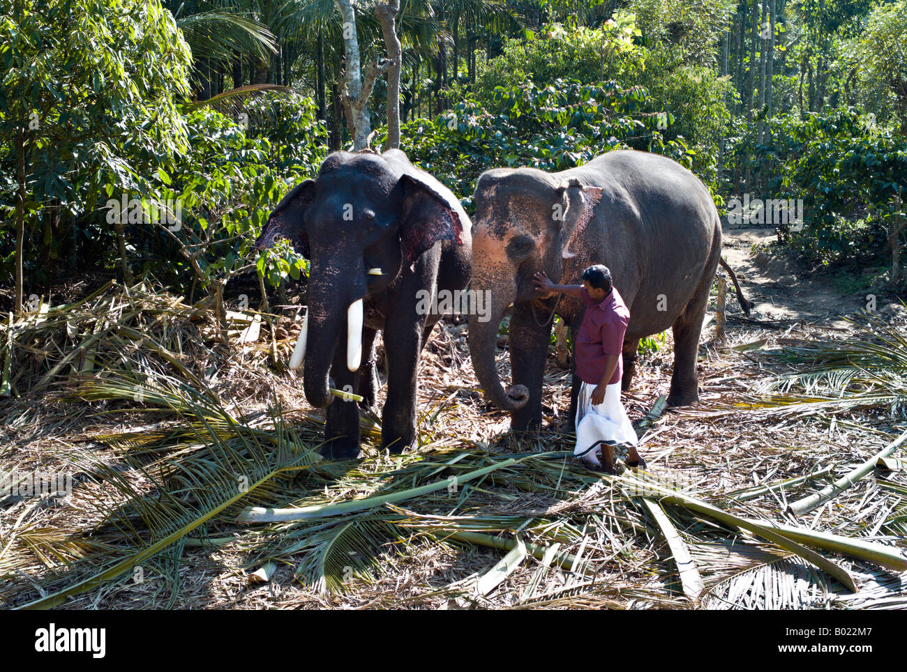 INDIA UDAIPUR Two Indian Elephants being petted by their handler as