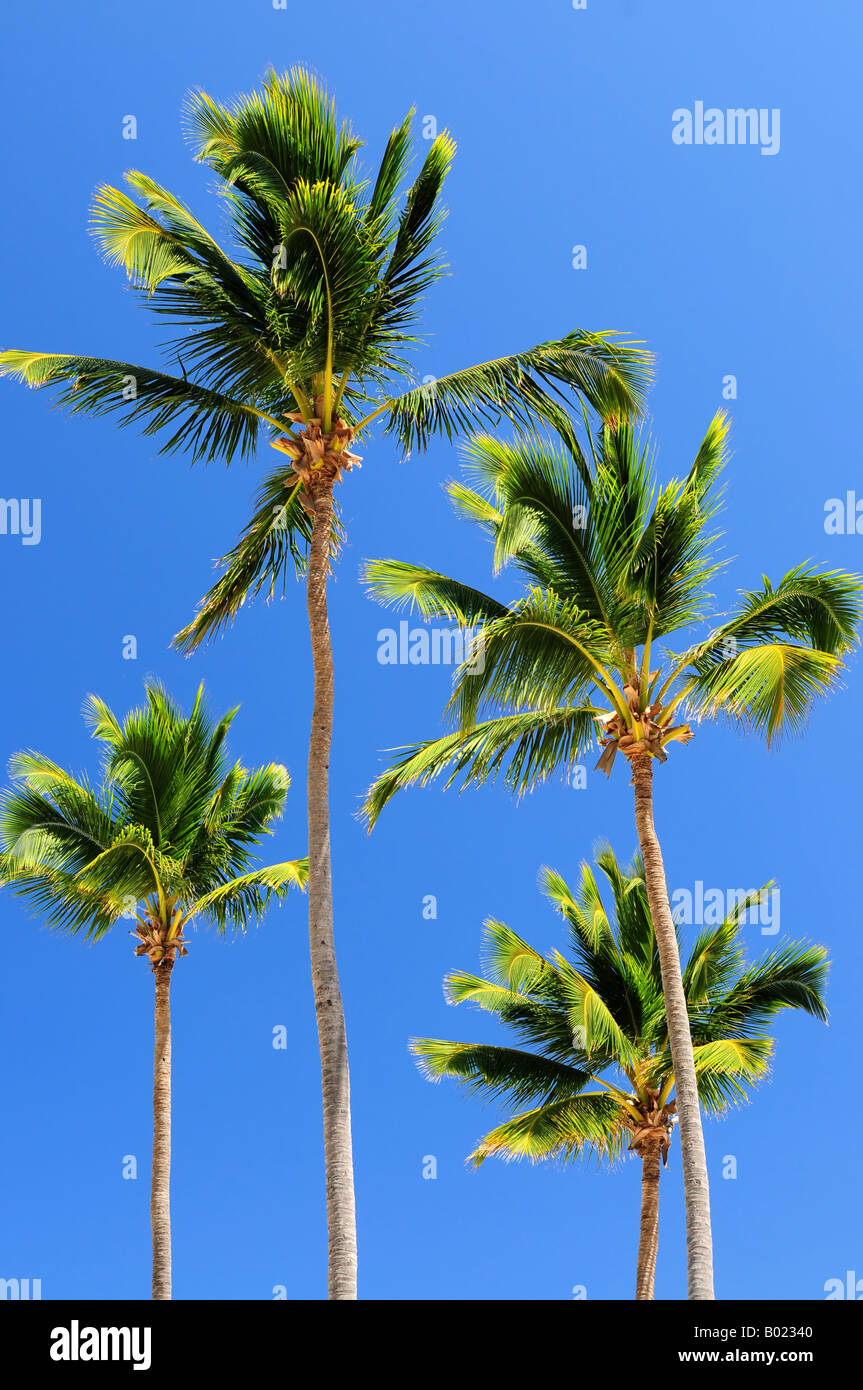 Sunlit palm trees on blue sky background Stock Photo - Alamy