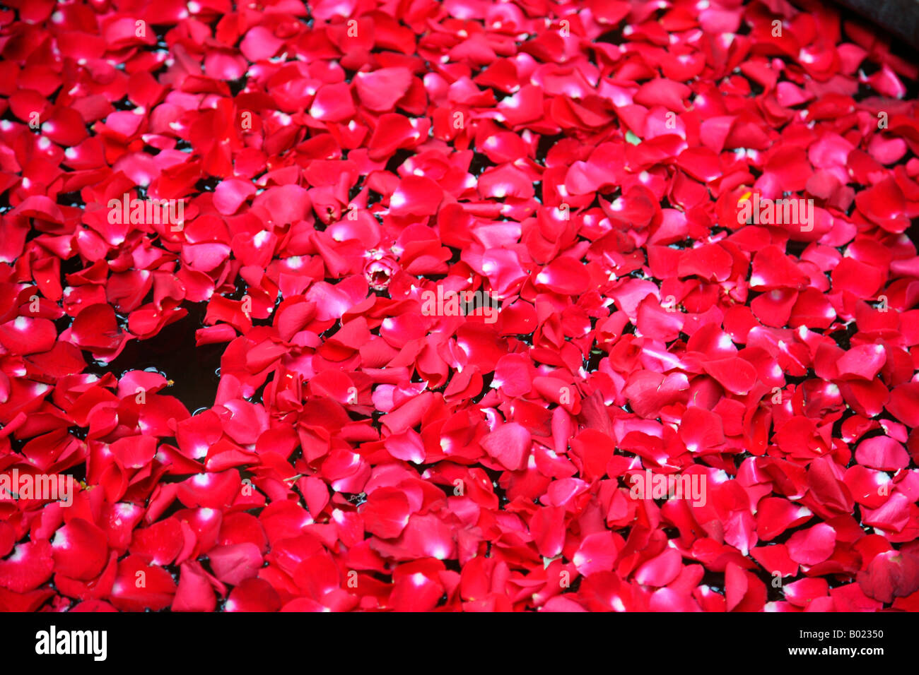 Rose petals floating in water Stock Photo Alamy