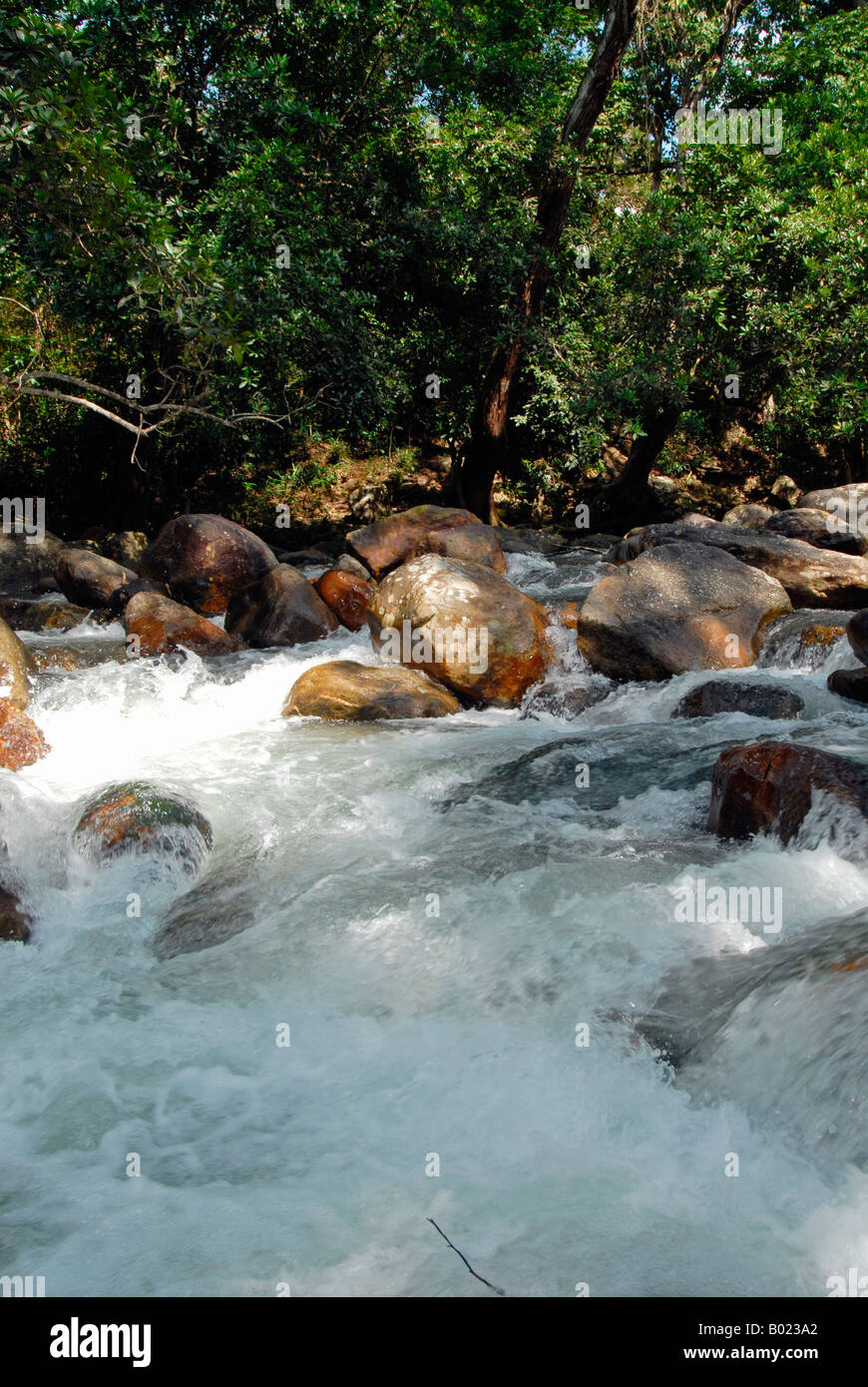A river through the forest Stock Photo - Alamy