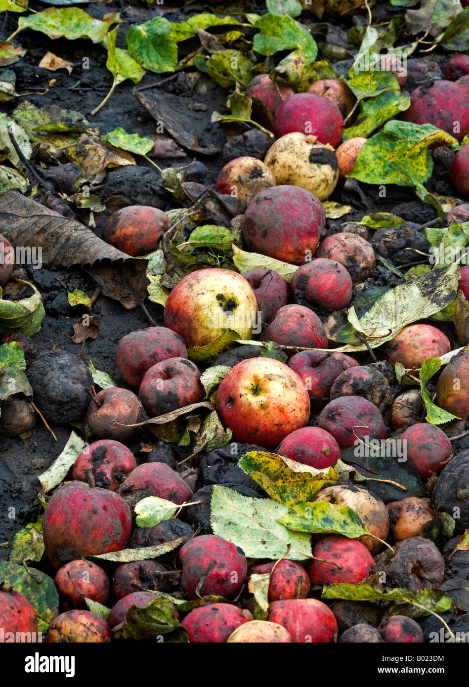 Rotting windfall apples. Stock Photo