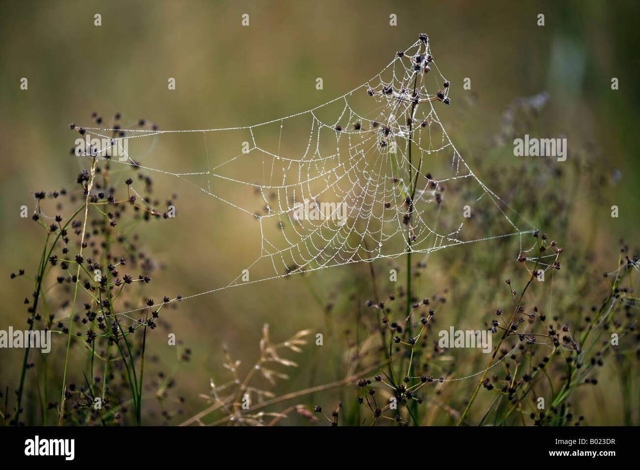 Autumn spider's web covered with dew. Stock Photo