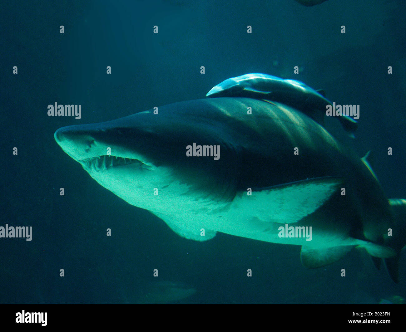 shark Stock Photo