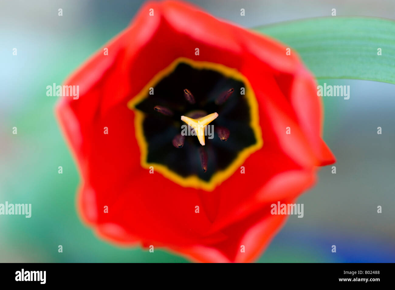 Close up of Red Tulip Flower Stock Photo - Alamy