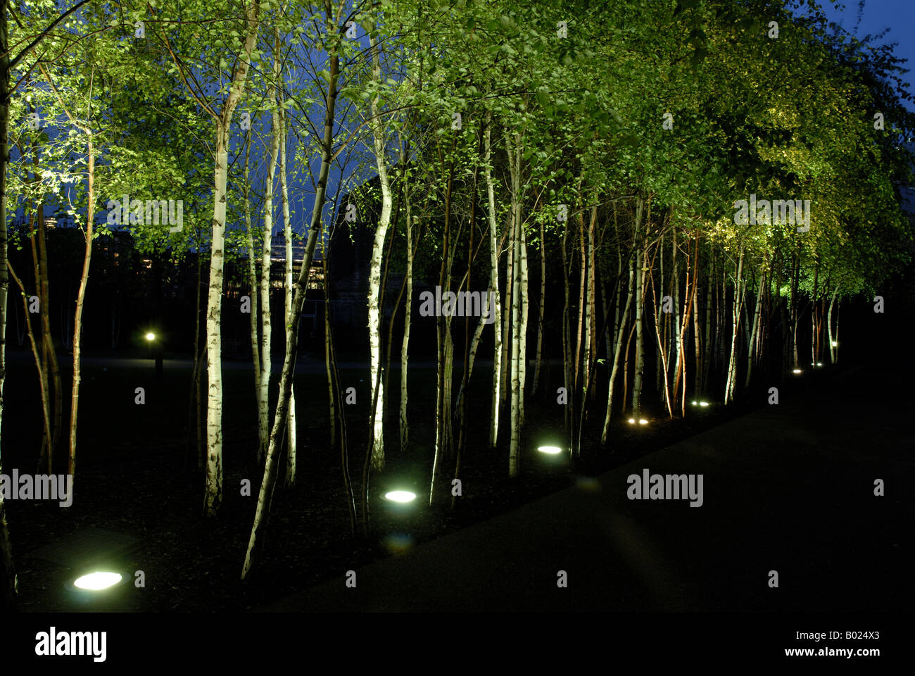 Birch trees illuminated night south hires stock photography and images