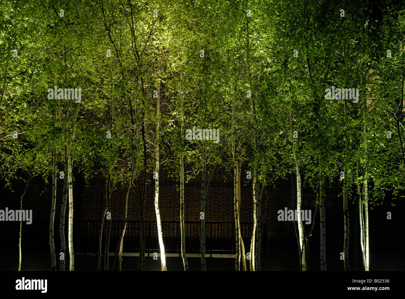 Birch trees illuminated night south hires stock photography and images