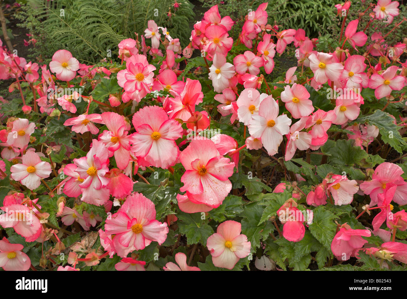 A bright and elegant bed with pink floretsa begonia Stock Photo