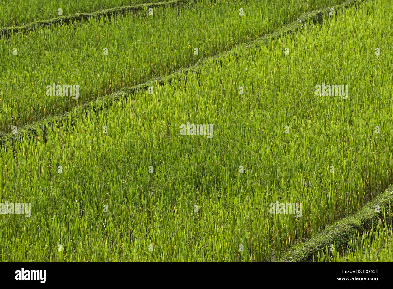 Empty Rice Paddy Fields on the banks of the Mekong River Laos Stock ...