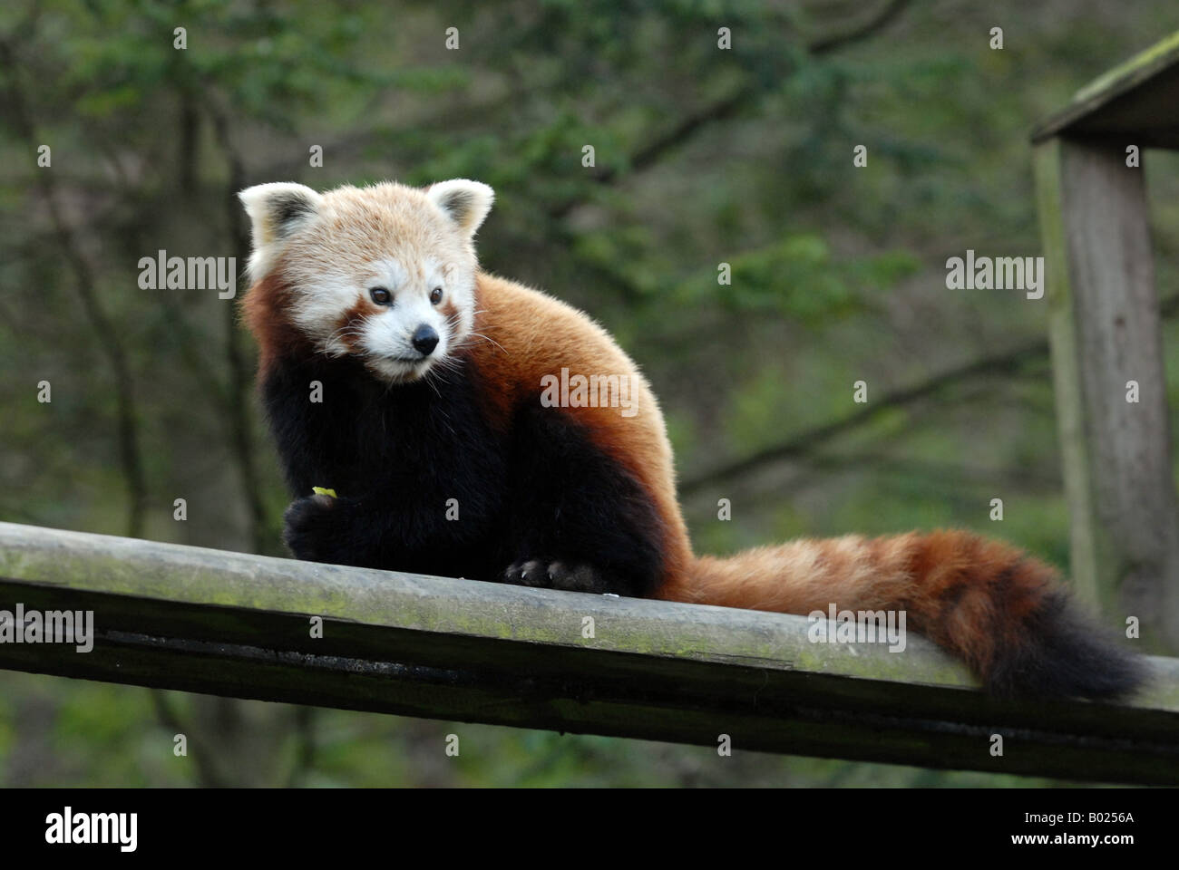 Female Red Panda at Dudley Zoo in England Stock Photo