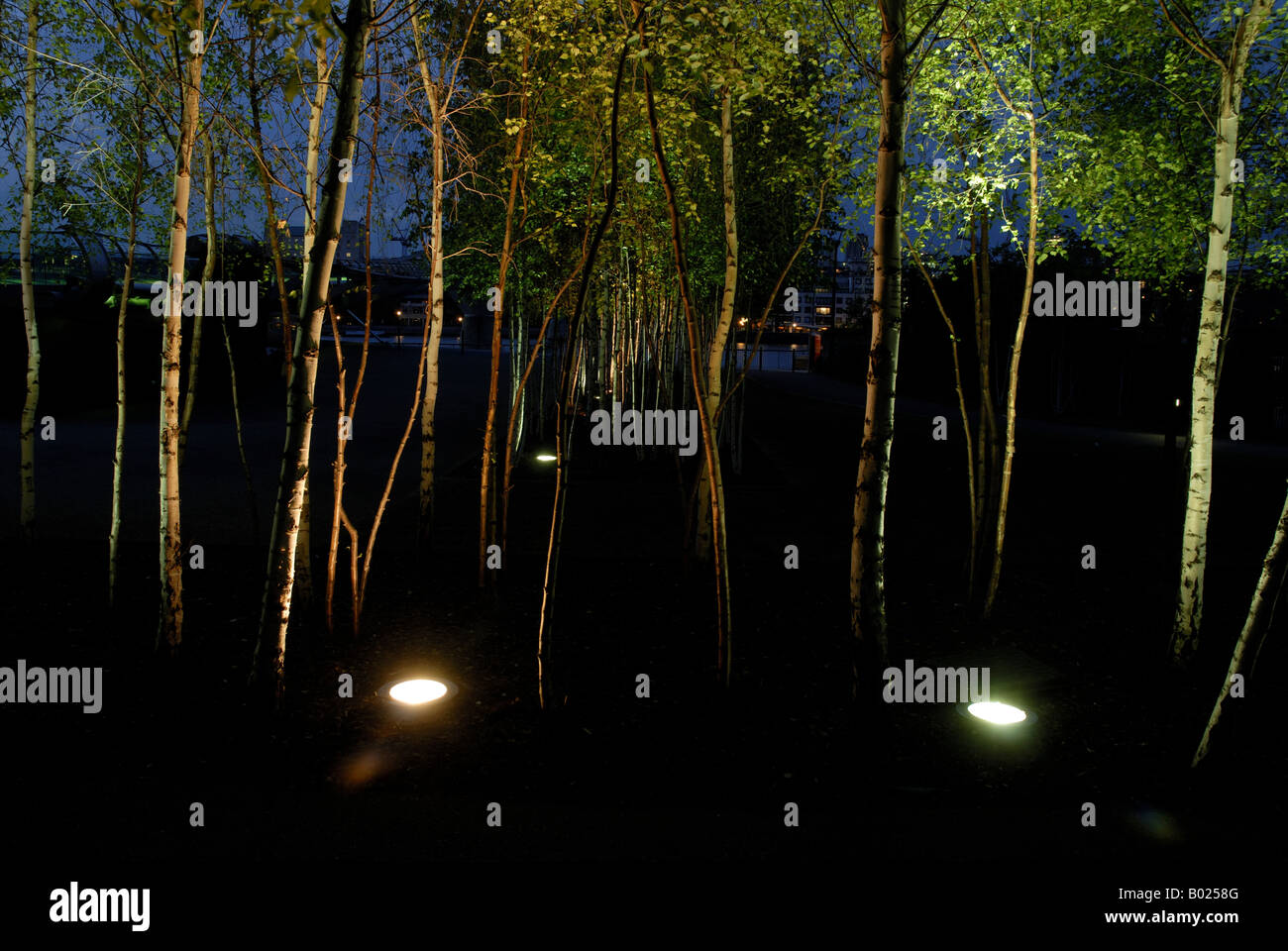 Birch trees illuminated night south hires stock photography and images