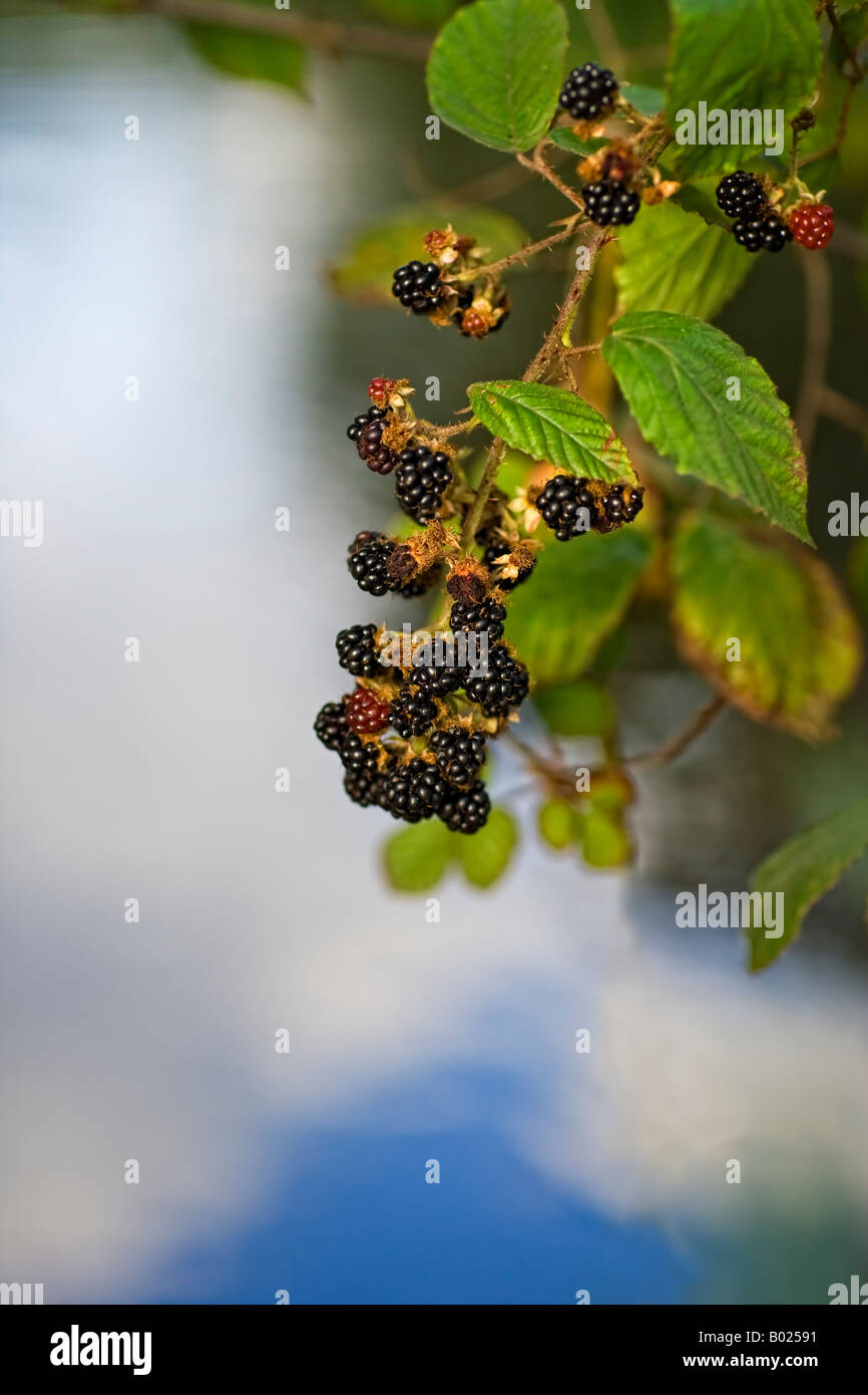 Riverside blackberries in the evening sunshine Stock Photo