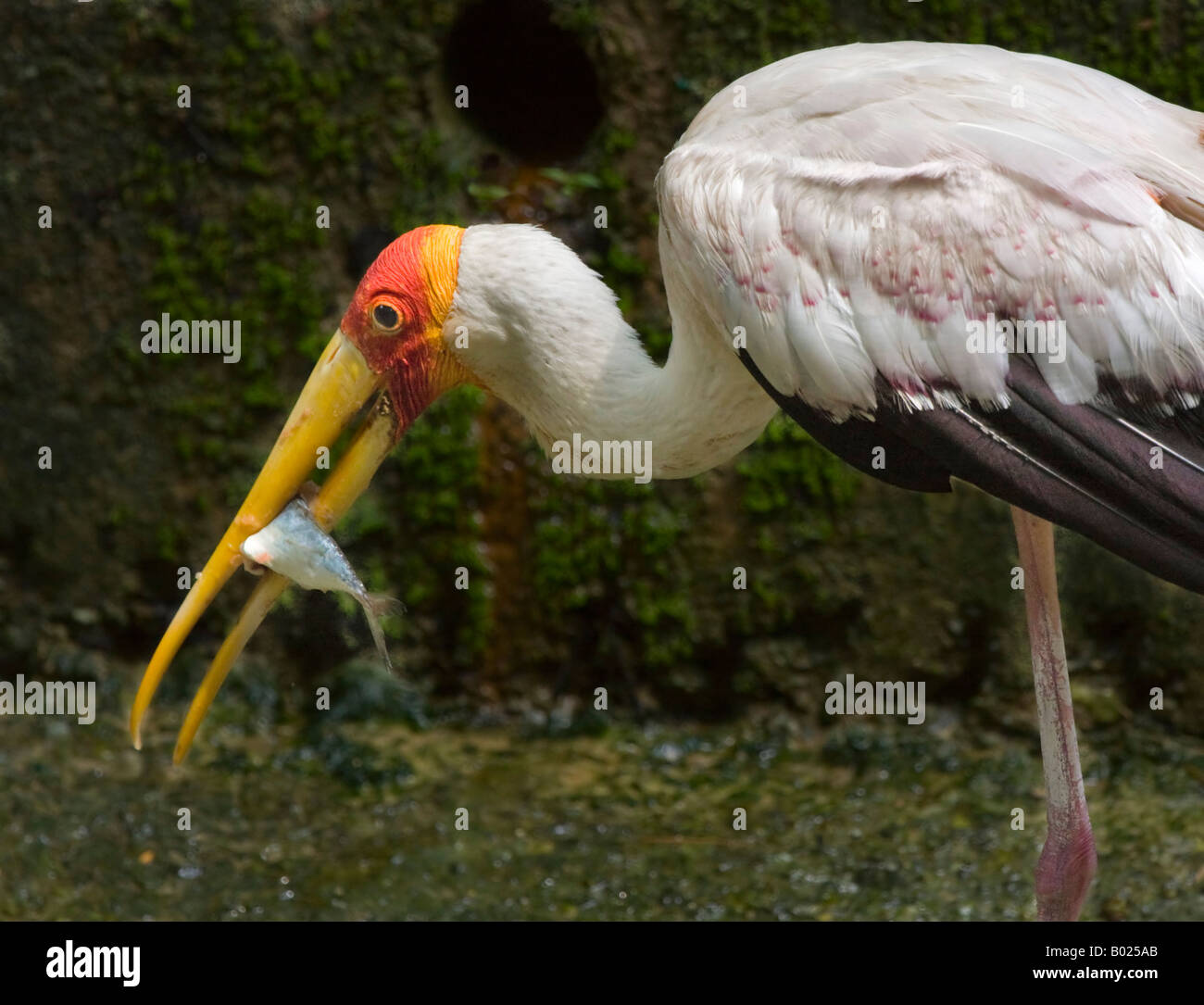 Painted Stork with a fish Stock Photo