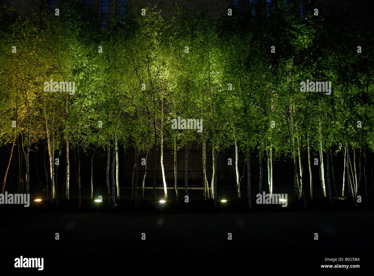 Birch Trees illuminated at night. South Bank, London UK Stock Photo Alamy