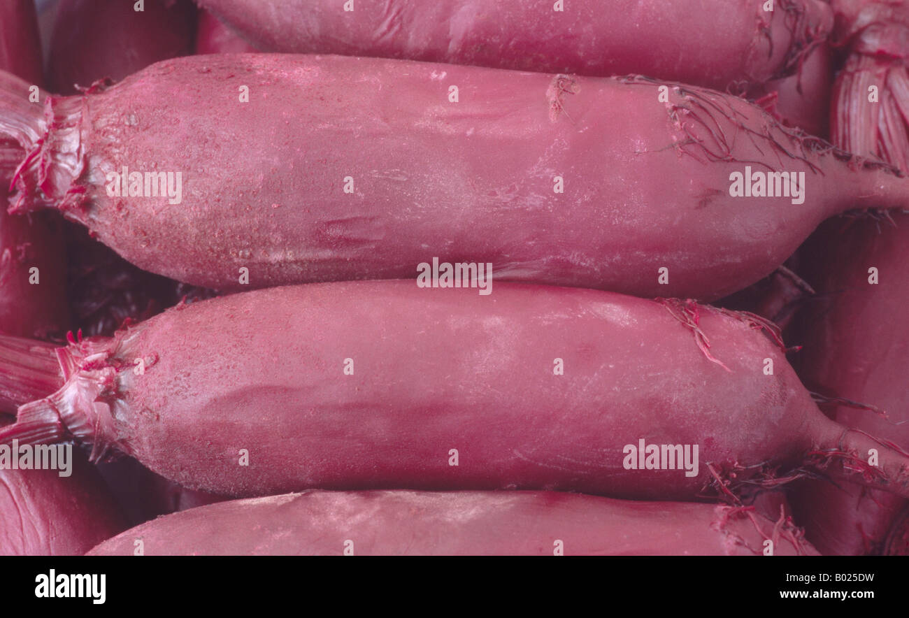 Beta vulgaris 'Alto' (Beetroot) F1 Hybrid Cylindrical root variety. Cooked unpeeled roots Stock