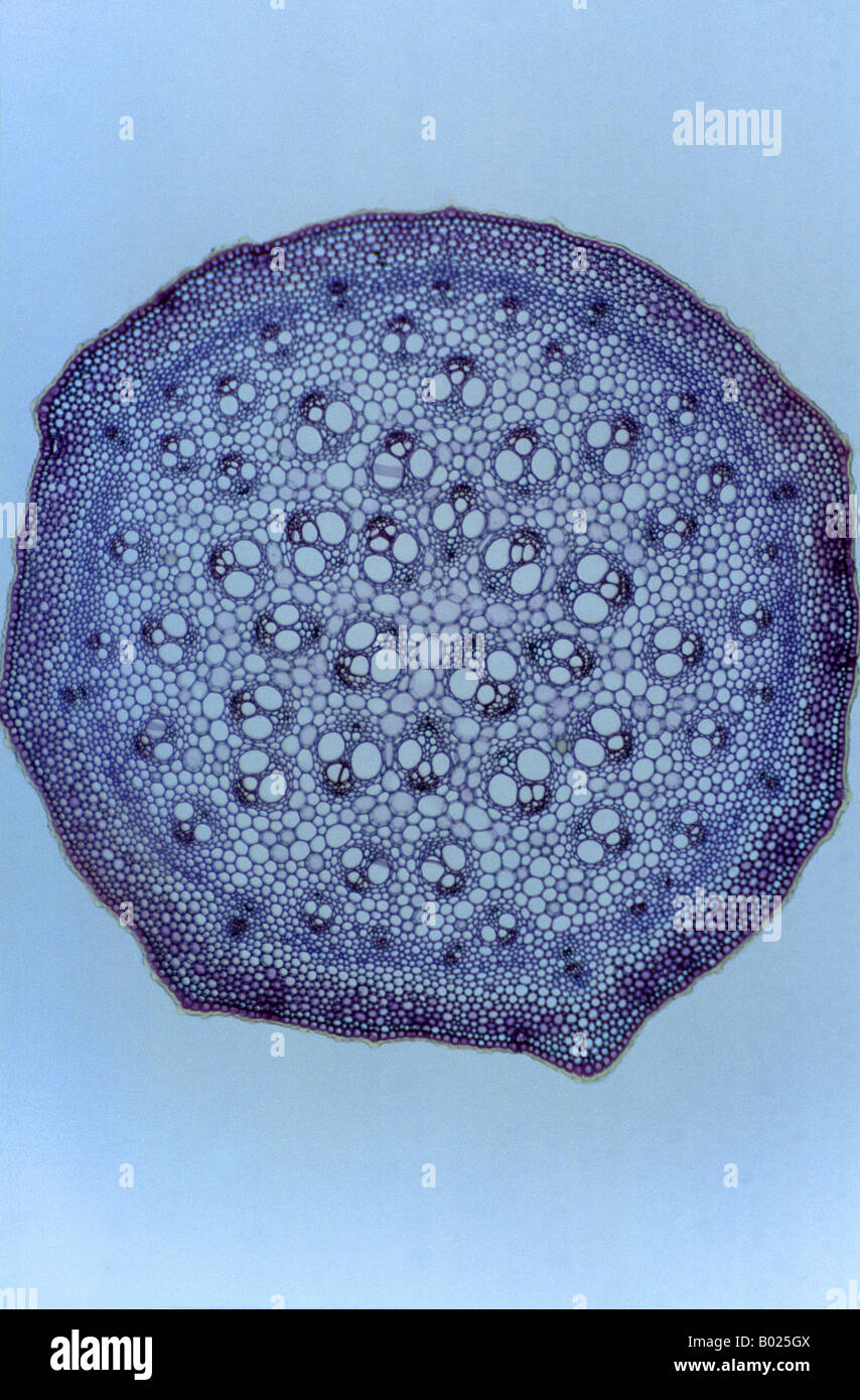 Monocotyledon stem Sarsaparrilla Stock Photo