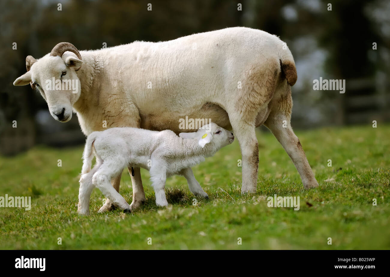 Sheep and Spring Lamb Stock Photo
