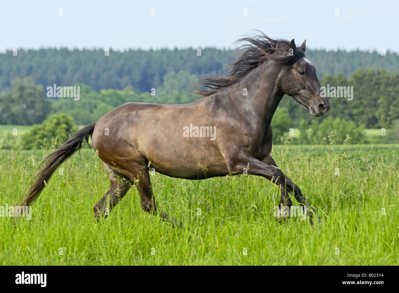 Galloping Paso Fino horse mare Stock Photo