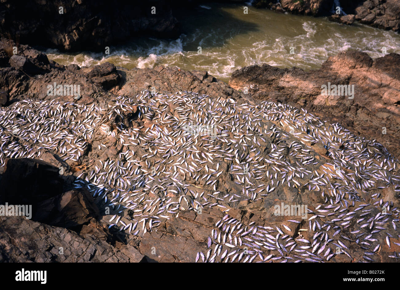 Feb 13, 2003 - Fish left to dry at Khone Falls (Somphamit Rapids) of the Mekong at Si Phan Don (4000 Islands) in Southern Laos. Stock Photo