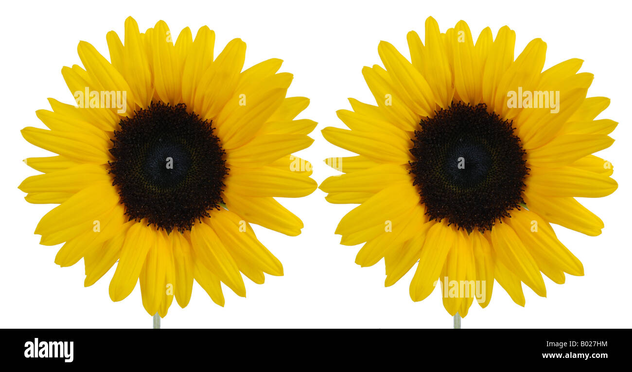 two sunflowers Stock Photo