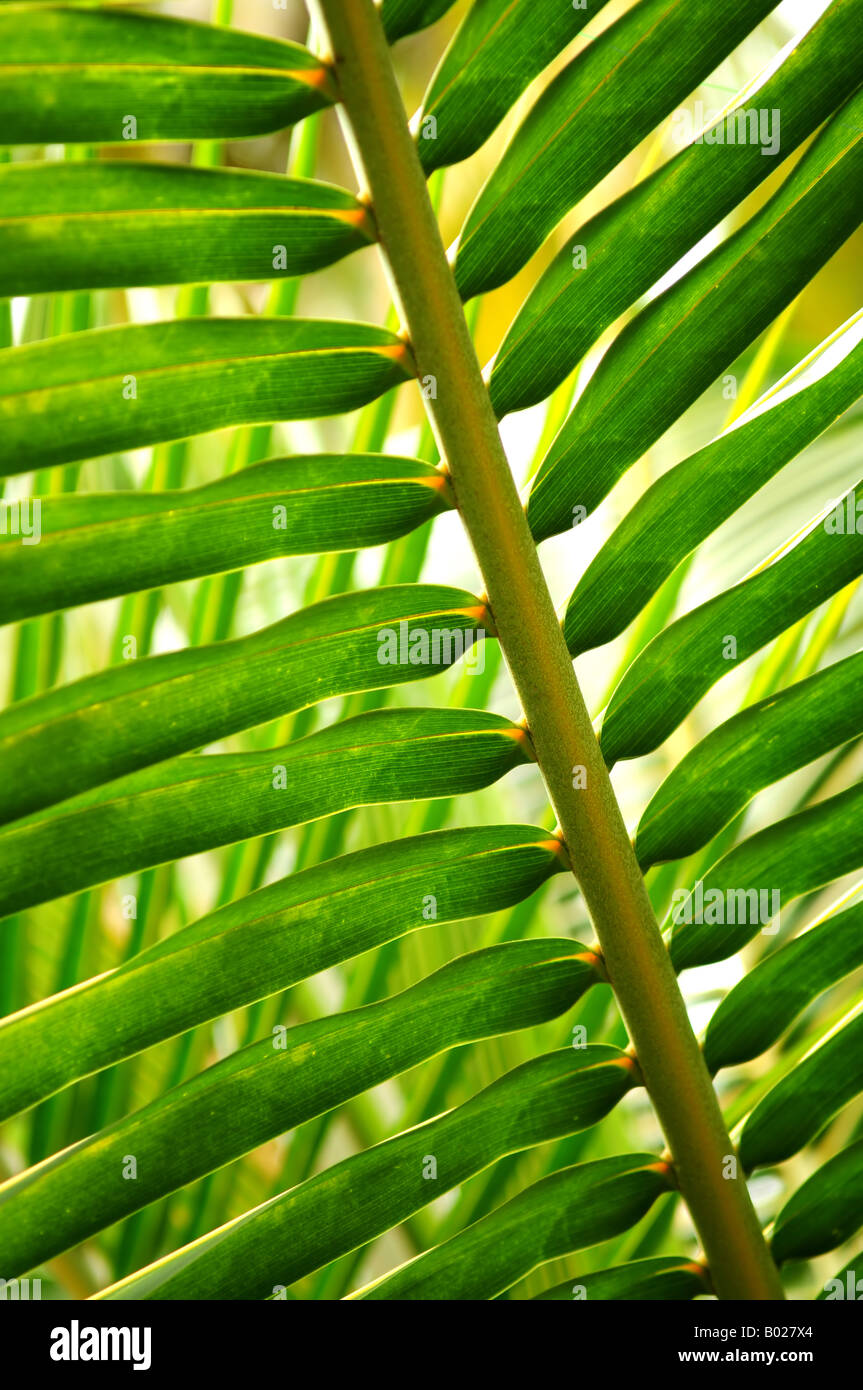 Closeup of green leaf of tropical plant Stock Photo - Alamy