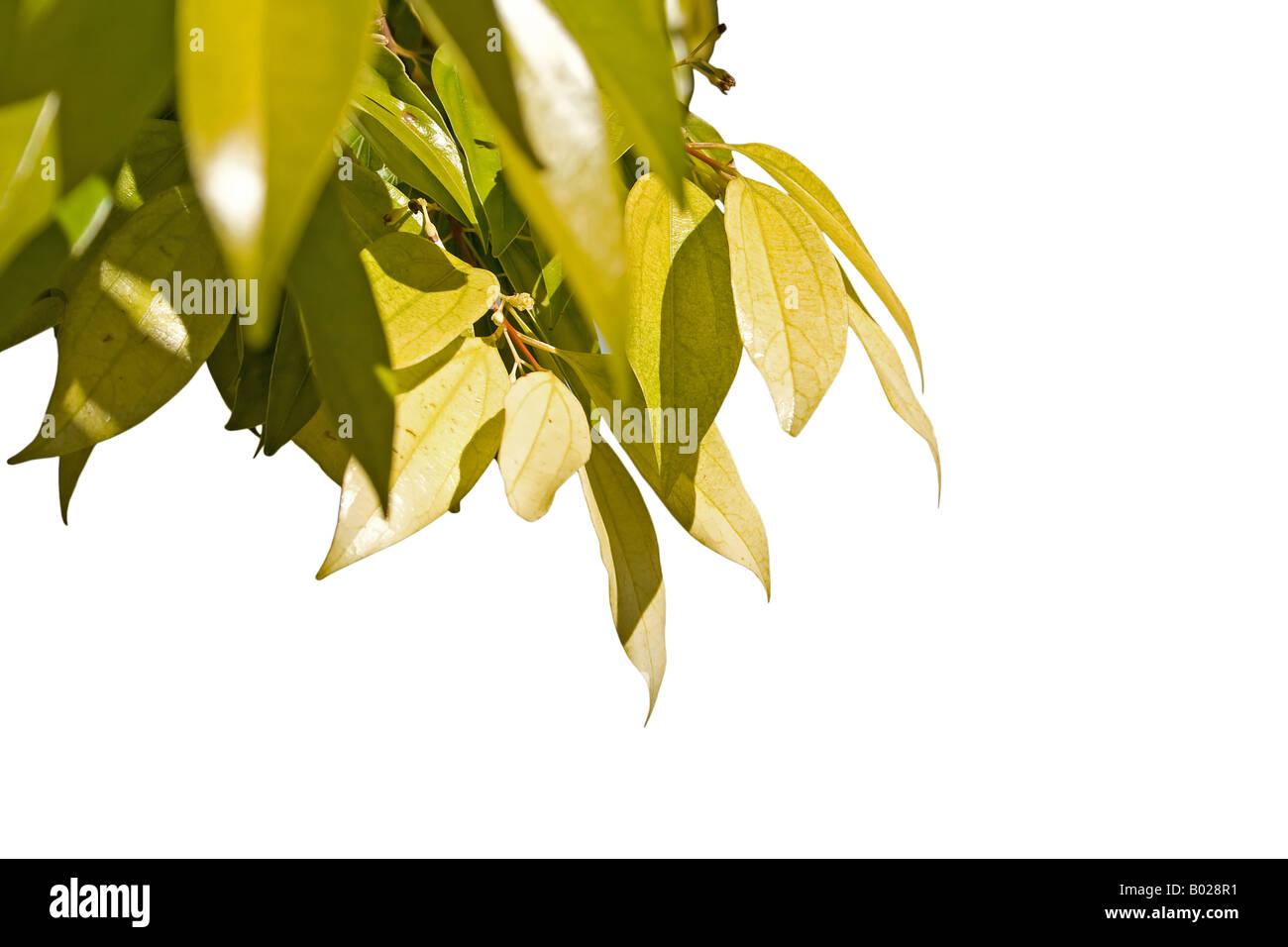leaves isolated on white background Stock Photo - Alamy