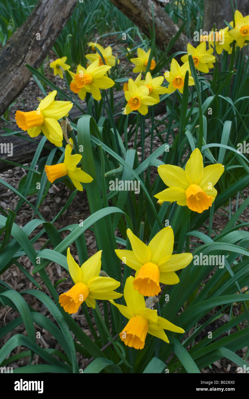 Daffodils at the Shakespeare Garden in Central Park, New York City