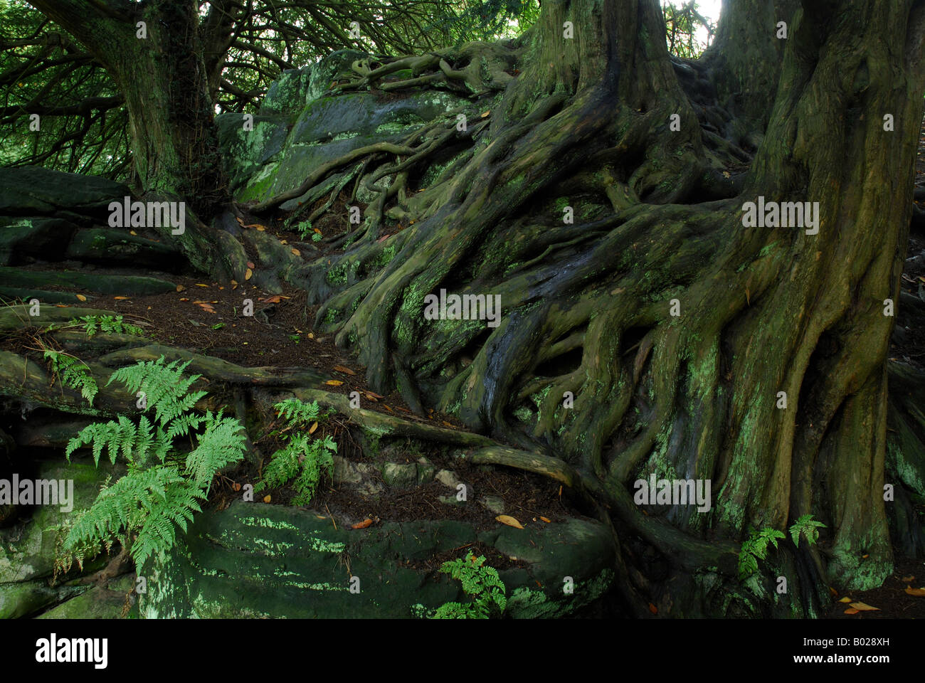 Yew Tree Roots on Rock. Garden Surrey UK Stock Photo Alamy