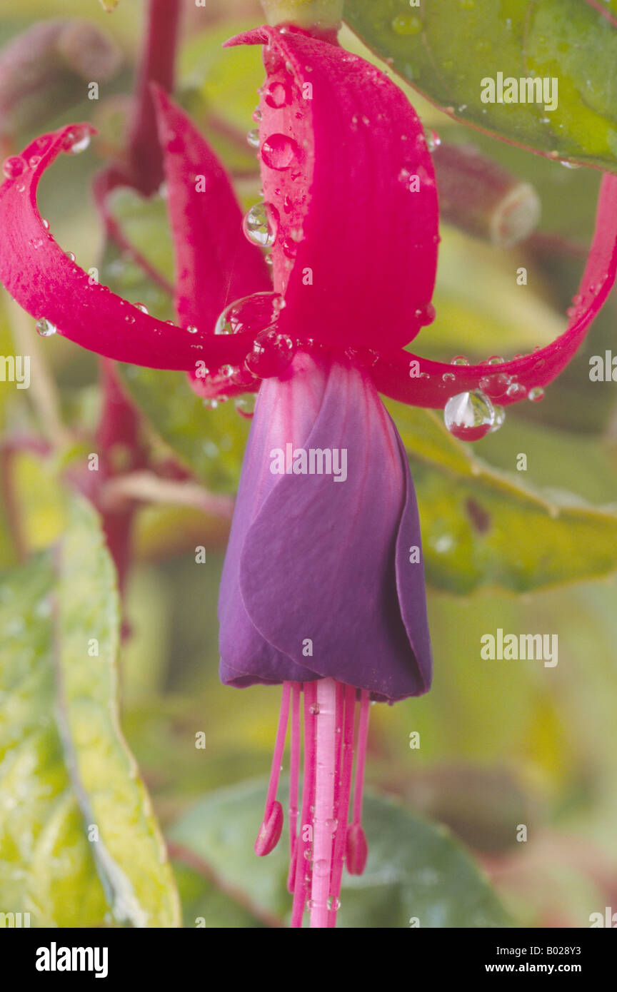 Fuchsia 'Genii' AGM Stock Photo