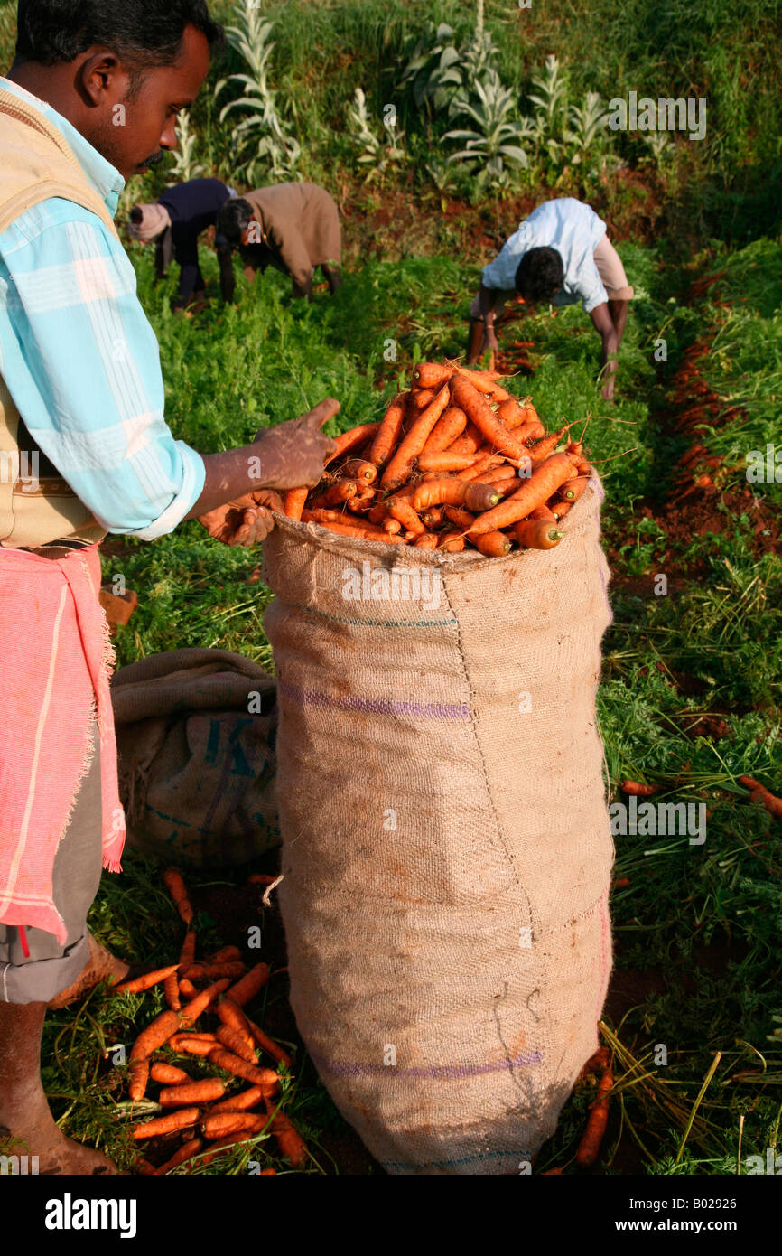 Fresh carrots are put in bags for transportationcarrot cultivation in