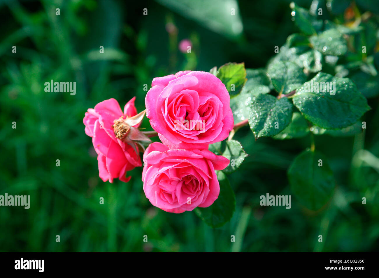 Humility rose flower hi-res stock photography and images - Alamy