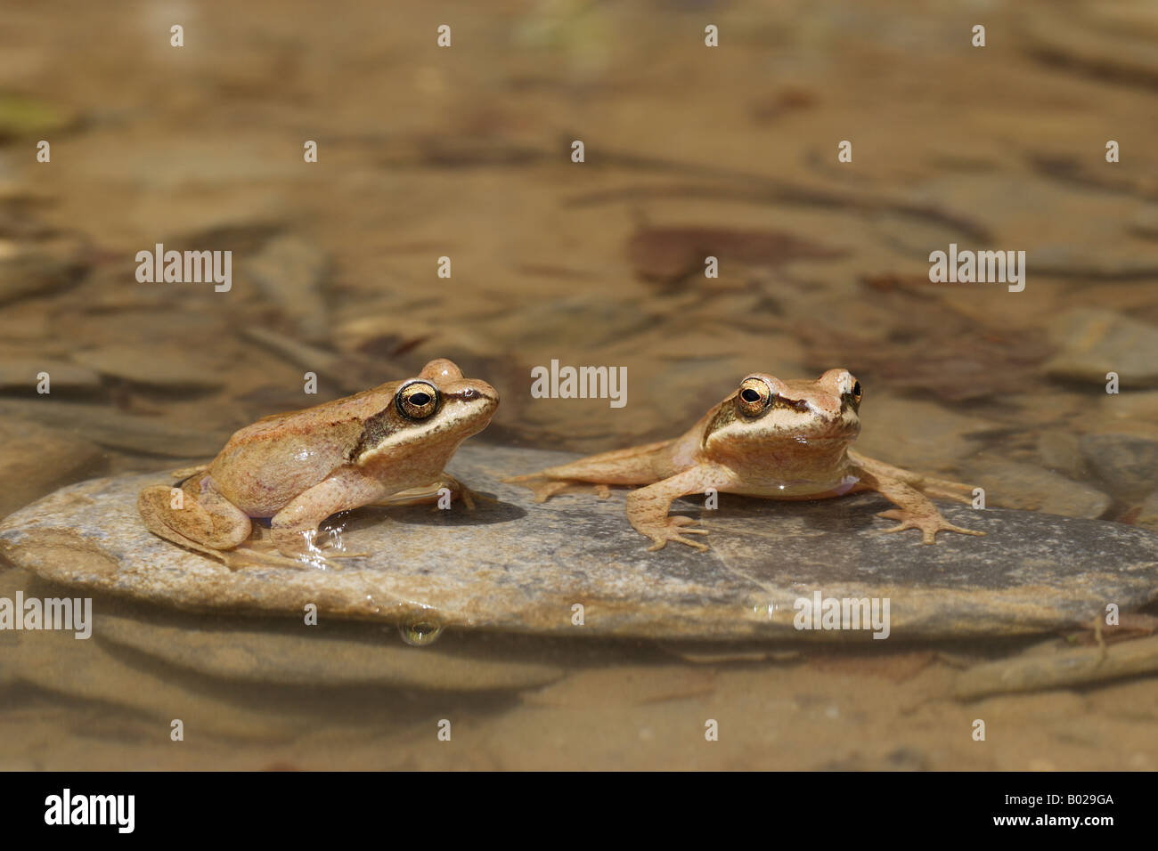 Pyrenean Frog (Rana pyrenaica), two individuals sitting on a stone in shallow water Stock Photo
