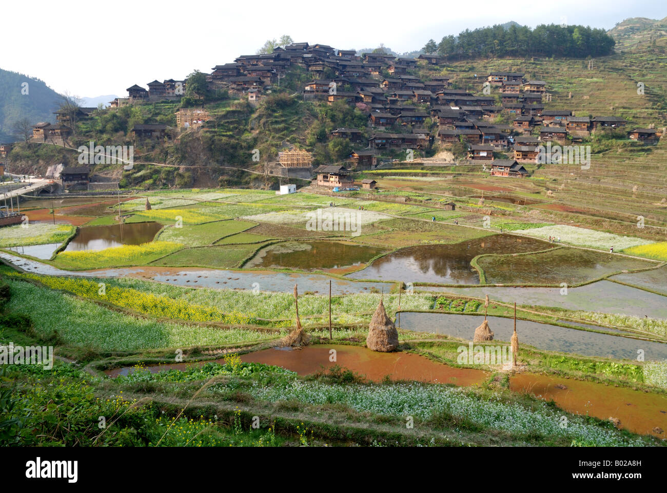 A specially irrigated or flooded field where rice is grown. Stock Photo