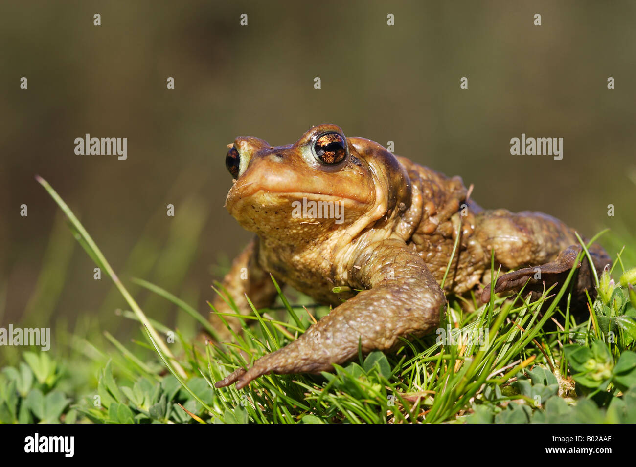 Common Toad (Bufo bufo) on grass Stock Photo