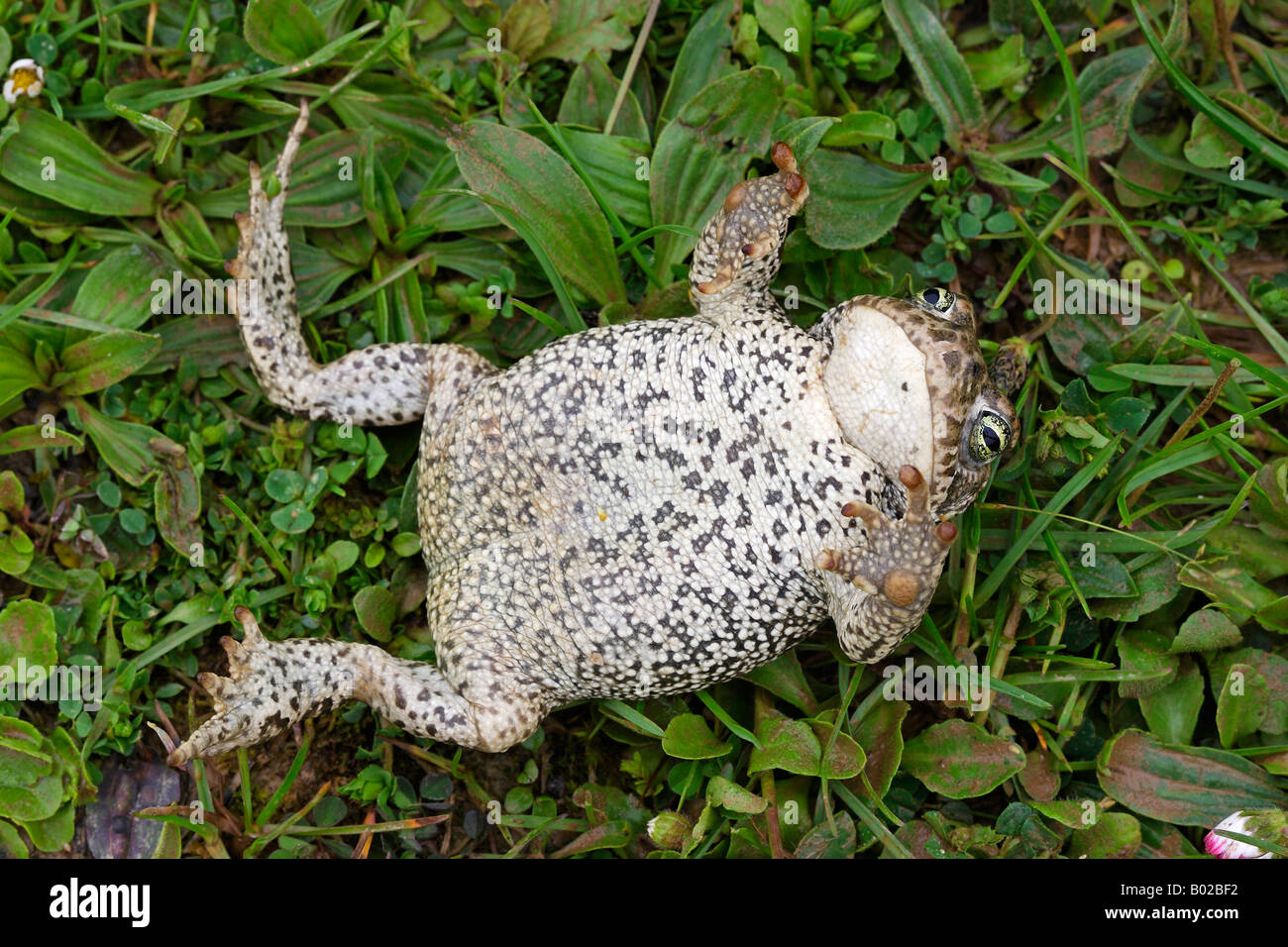 Frogs That Carry Their Babies On Their Backs