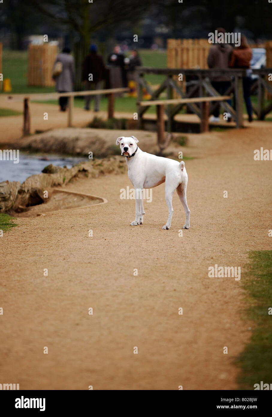 A white boxer dog, staring at the camera. Stock Photo