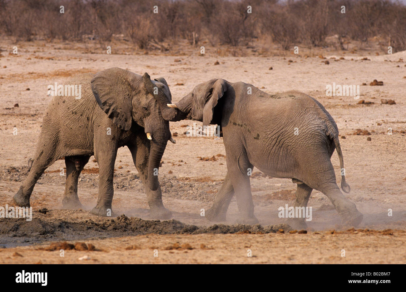 Elephant bulls Loxodonta africana testing strength Etosha Namibia Stock Photo